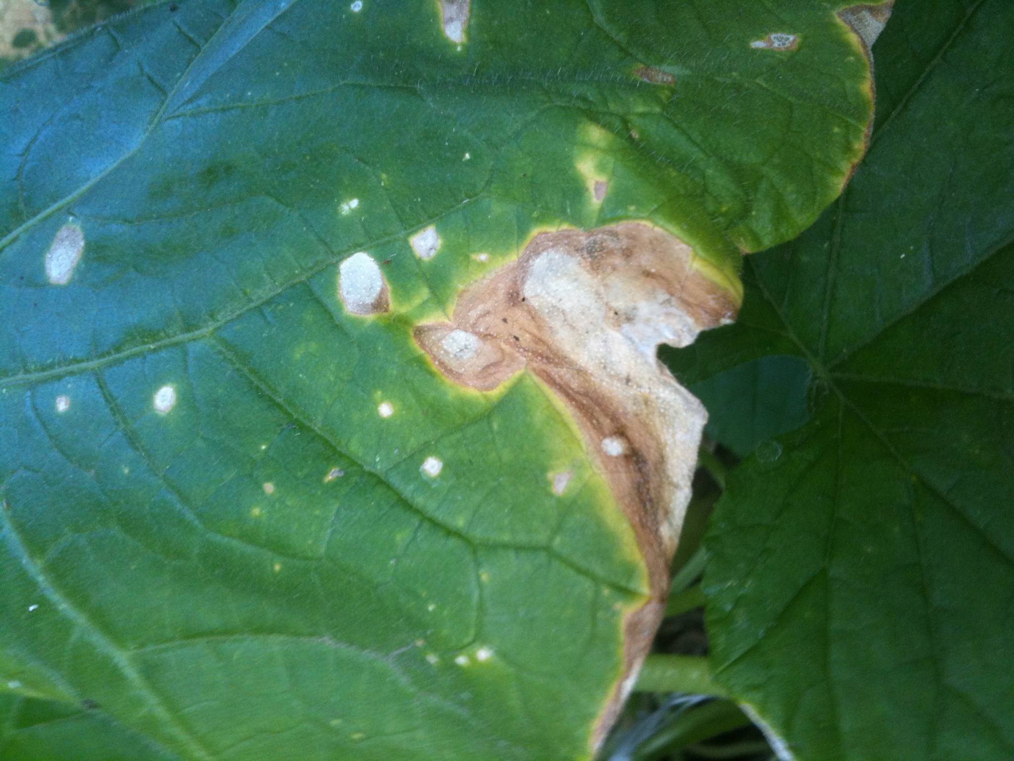 Ржавчина на листьях огурцов: причины возникновения, как лечить – сад и огород своими руками