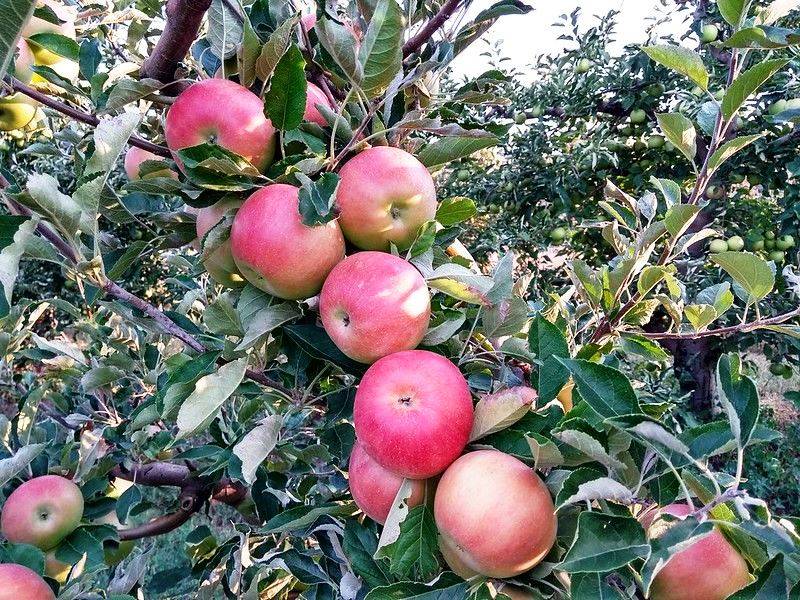 Яблоня орлинка: реальные отзывы, секреты выращивания, описание