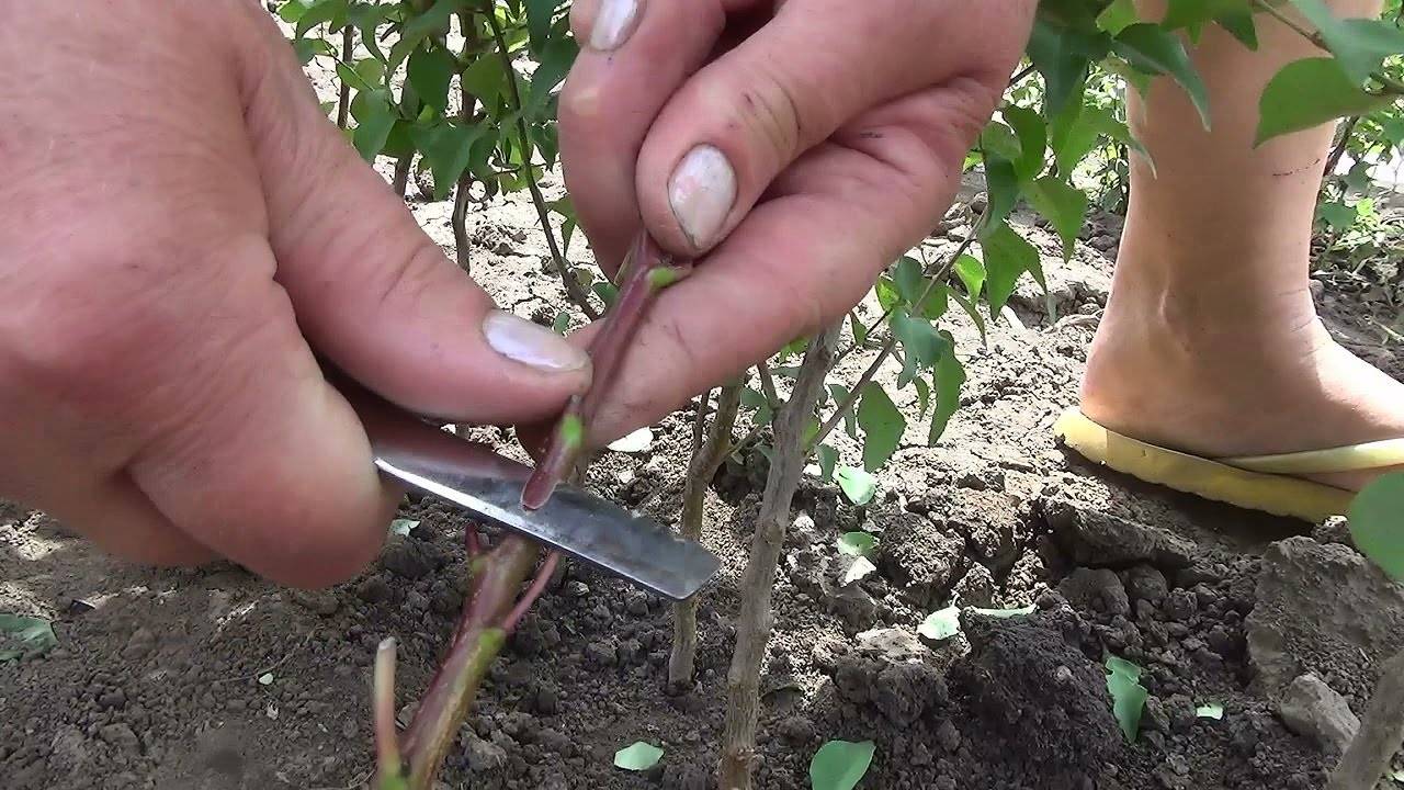 Как правильно вырастить абрикос из косточки дома