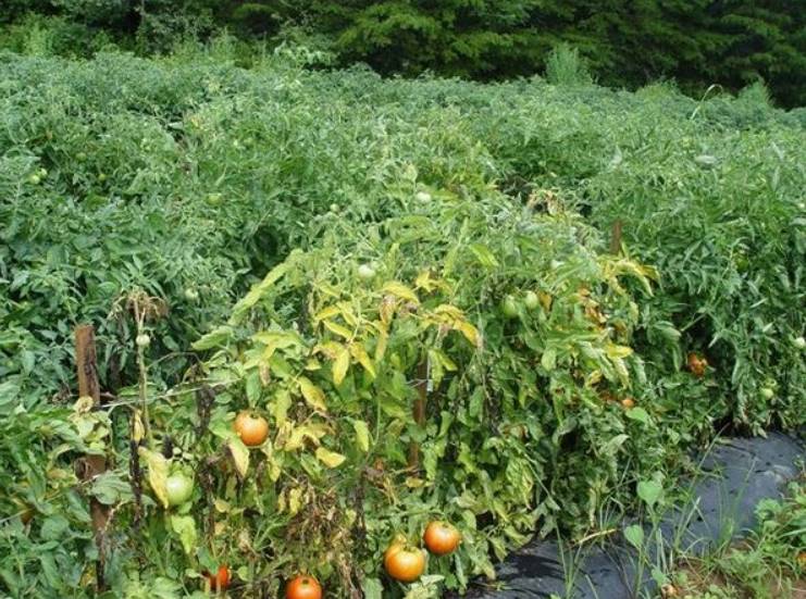 Первые признаки и лечение фузариоза томатов в 2021 году