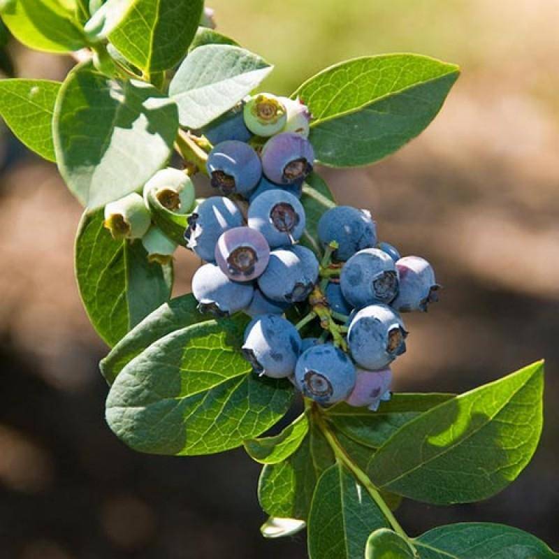 Голубика блюкроп: описание ягодного сорта и правила выращивания и ухода
