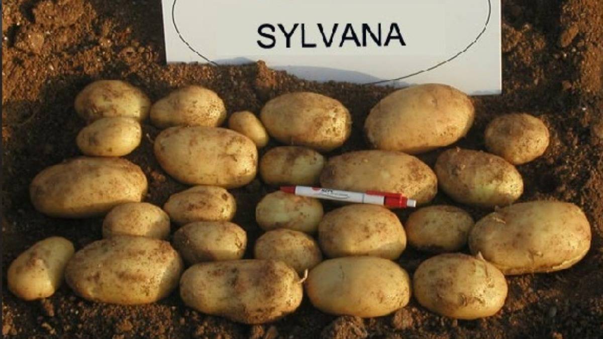 Сорт картофеля наташа: описание и фото, характеристика внешнего вида, особенности выращивания и ухода
