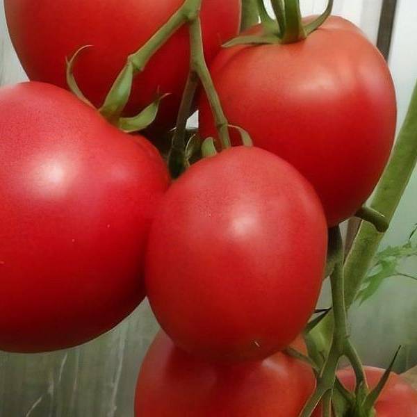 Томат алый фрегат f1: характеристика и описание сорта, фото и отзывы об урожайности помидоров