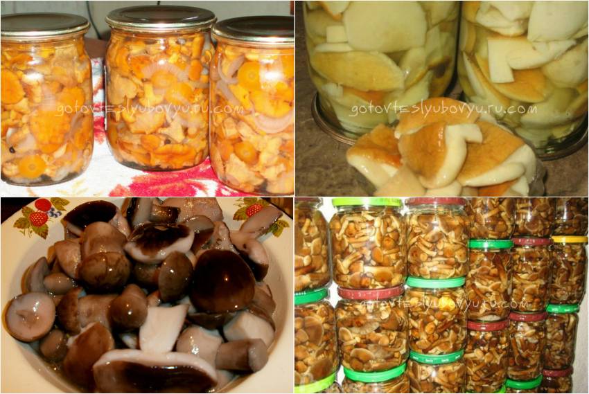 Как солить грибы в банках на зиму в домашних условиях - пошаговые рецепты с фото для засолки белых грибов, опят, груздей, рыжиков, волнушек, вешенок, шампиньонов