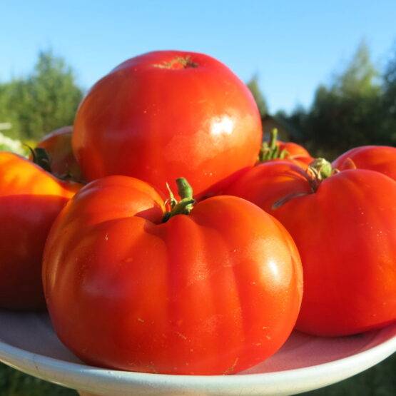 Крупноплодный томат богатырь: подробное описание сорта, агротехника, отзывы