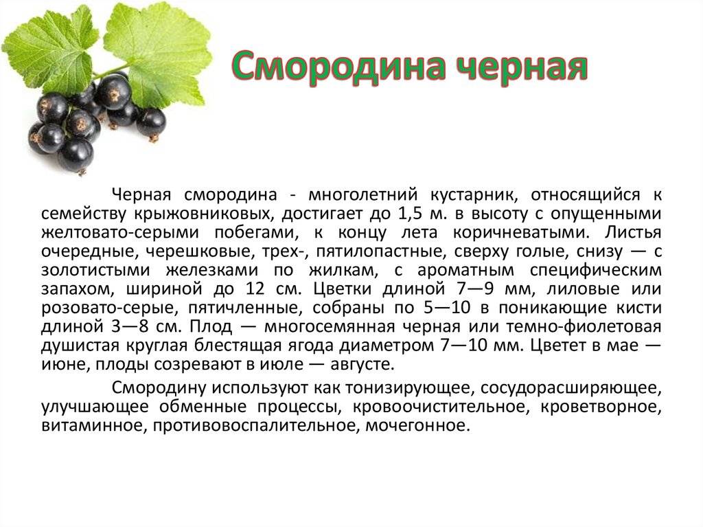 Сорт крупноплодной чёрной смородины память вавилова: внешний вид и описание сорта, фото