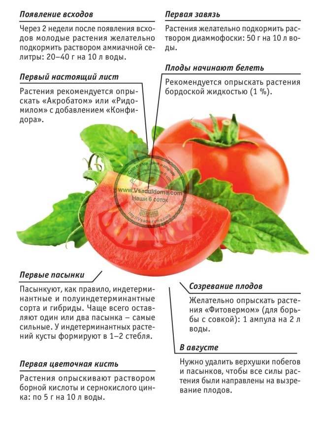 Чем подкормить рассаду помидор для толстоты, для лучшего роста и плодоношения