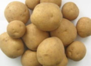 Сорт картофеля «зорачка» – описание и фото