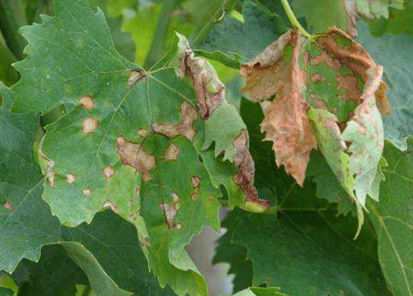 Антракноз винограда: описание заболевания, причины и лечебная обработка