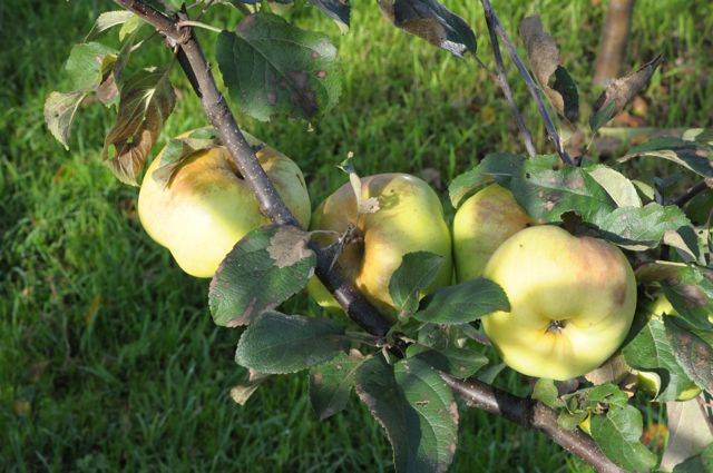 Яблоня богатырь, особенности выращивания, подвиды