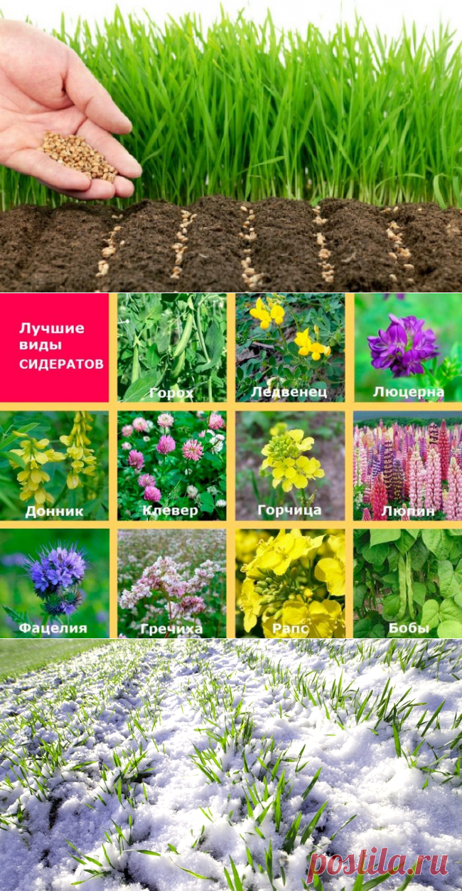 Удобрения-сидераты: что это такое, какие лучшие, под какие растения сеять, таблица сравнения