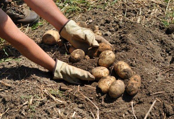 Собираем урожай. когда нужно копать картошку и как ее хранить | огород | дача