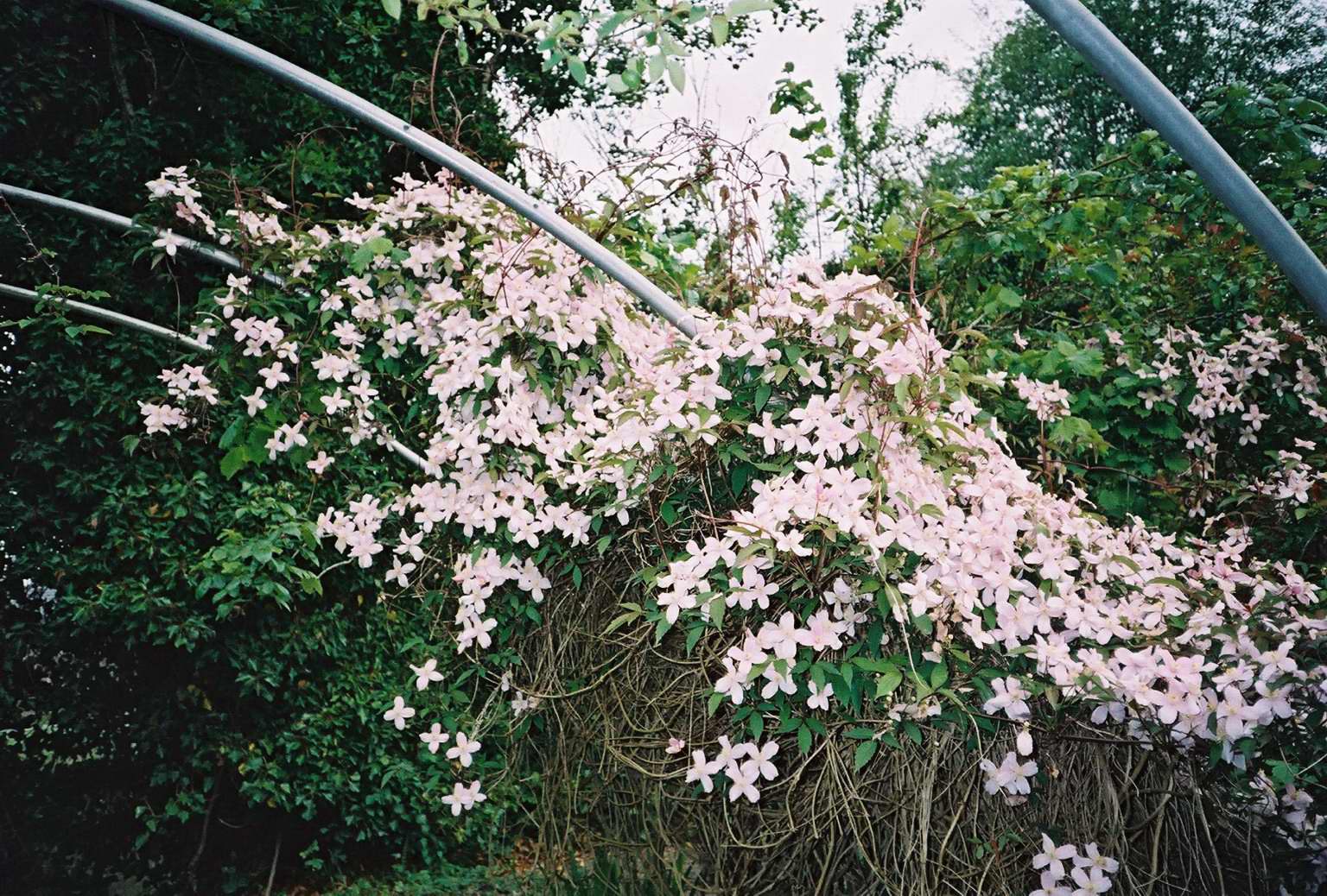 Клематис жгучий мелкоцветковый фото и описание