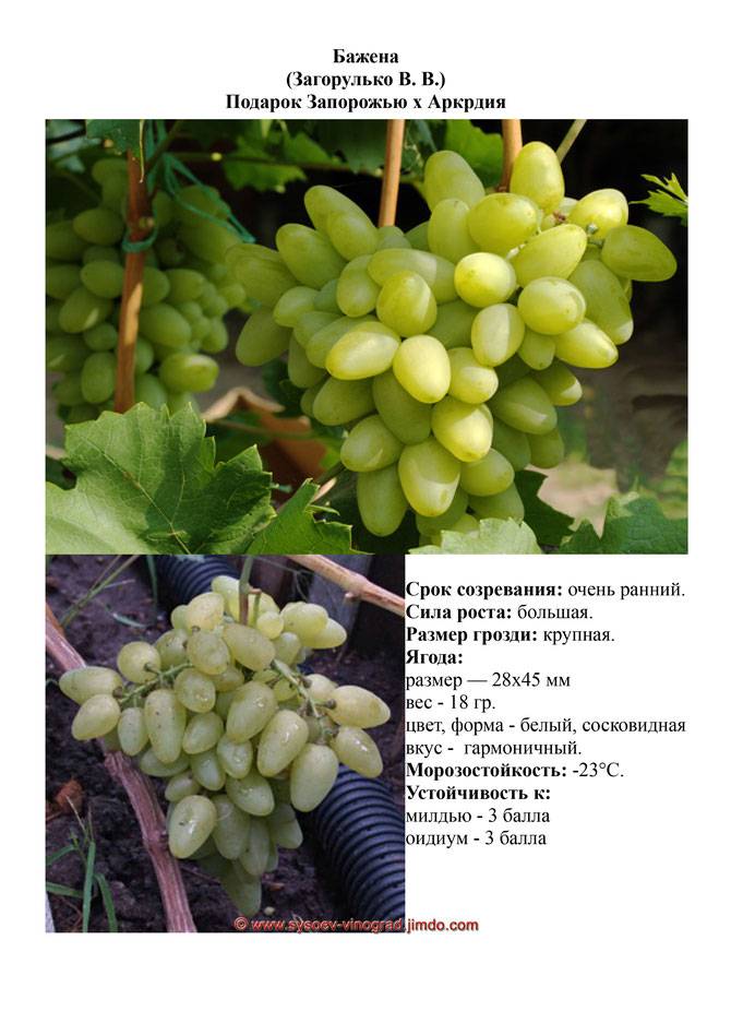 Виноград денисовский: описание сорта, отзывы, особенности посадки
