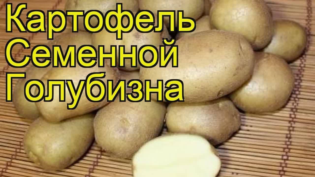 Картофель голубизна: описание сорта, характеристика и отзывы!