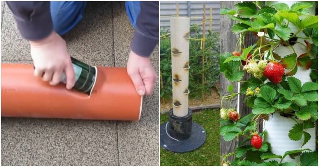 Как вырастить клубнику в трубах пвх: советы садоводам