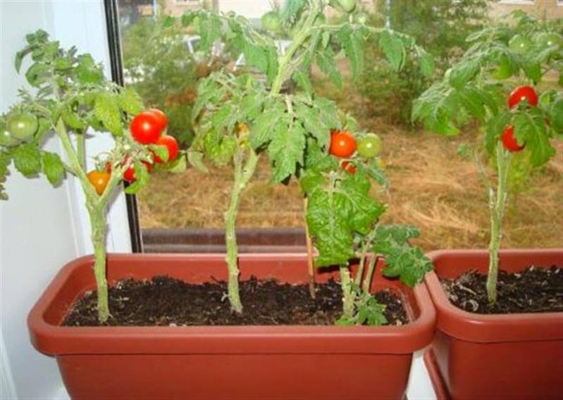 Как вырастить помидоры черри на балконе из семян в домашних условиях