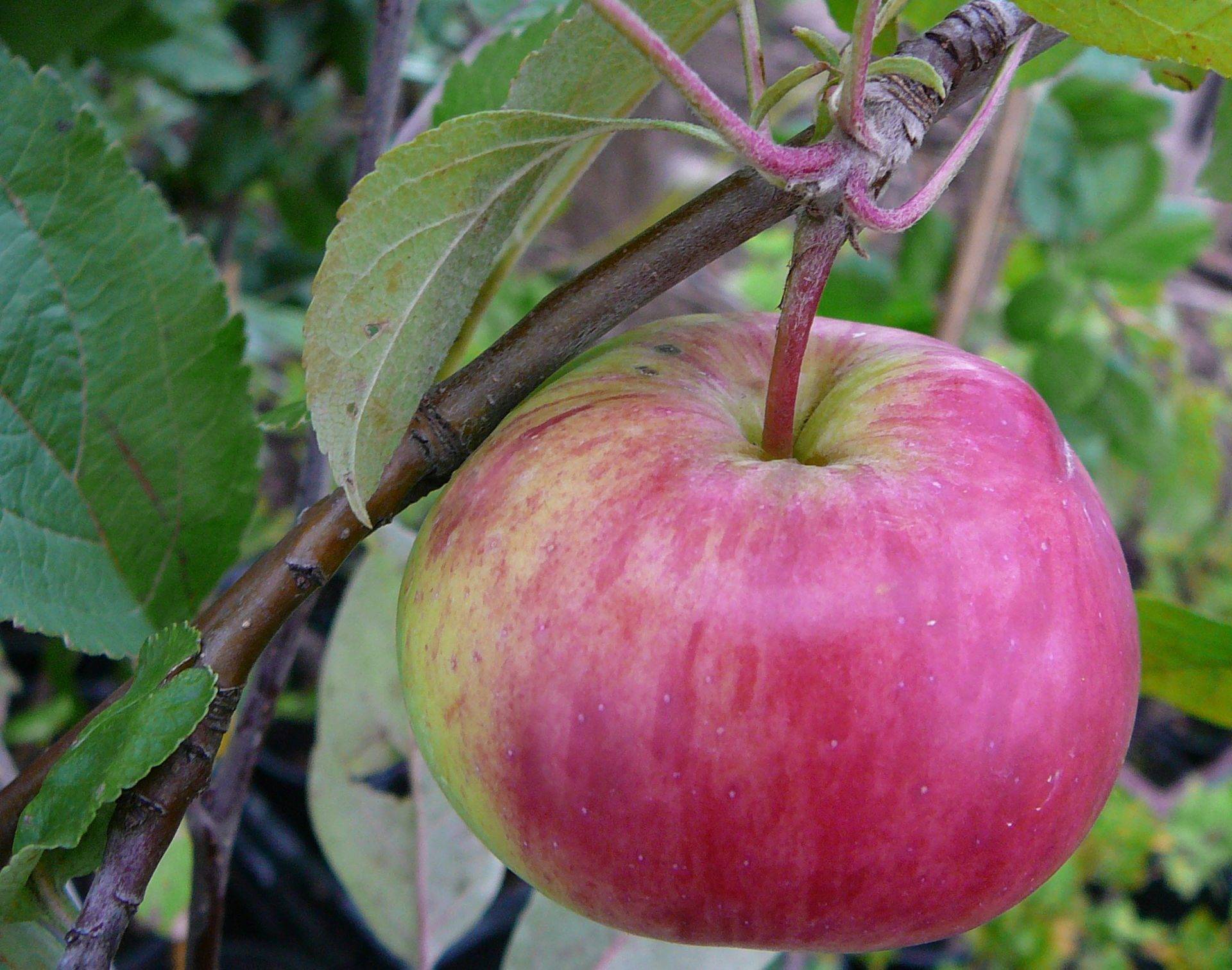 Описание сорта яблоня ковровое основные характеристики и выращивание -