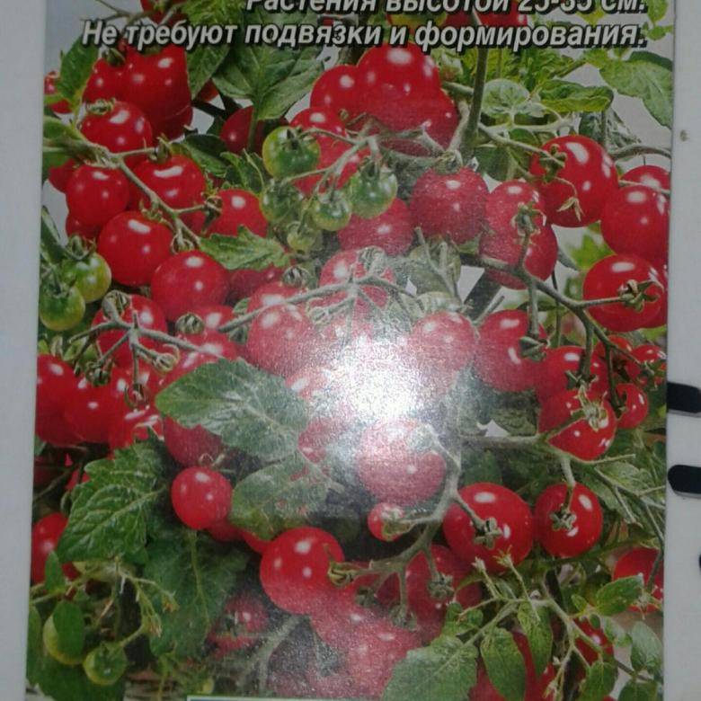Описание декоративного томата клюква в сахаре и агротехника выращивания