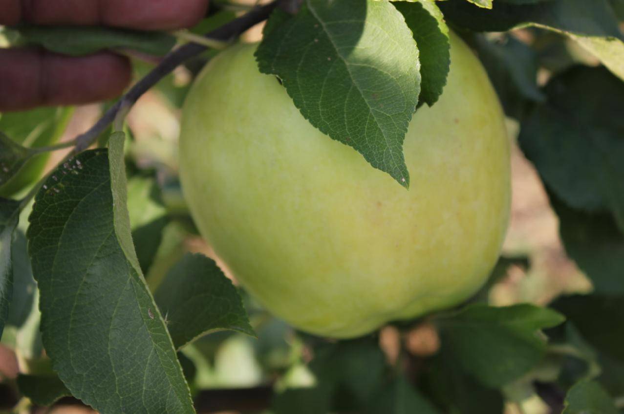 Брянское яблоня описание. Яблоня "Брянское золотистое" (Malus domestica). Сорт яблони Брянское золотистое. Яблоня Кубань Спур. Яблоки сорт Брянское золотистый.