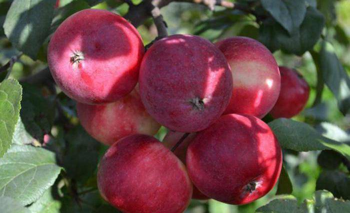 Яблони для сибири: лучшие сорта с фото, названием и описанием