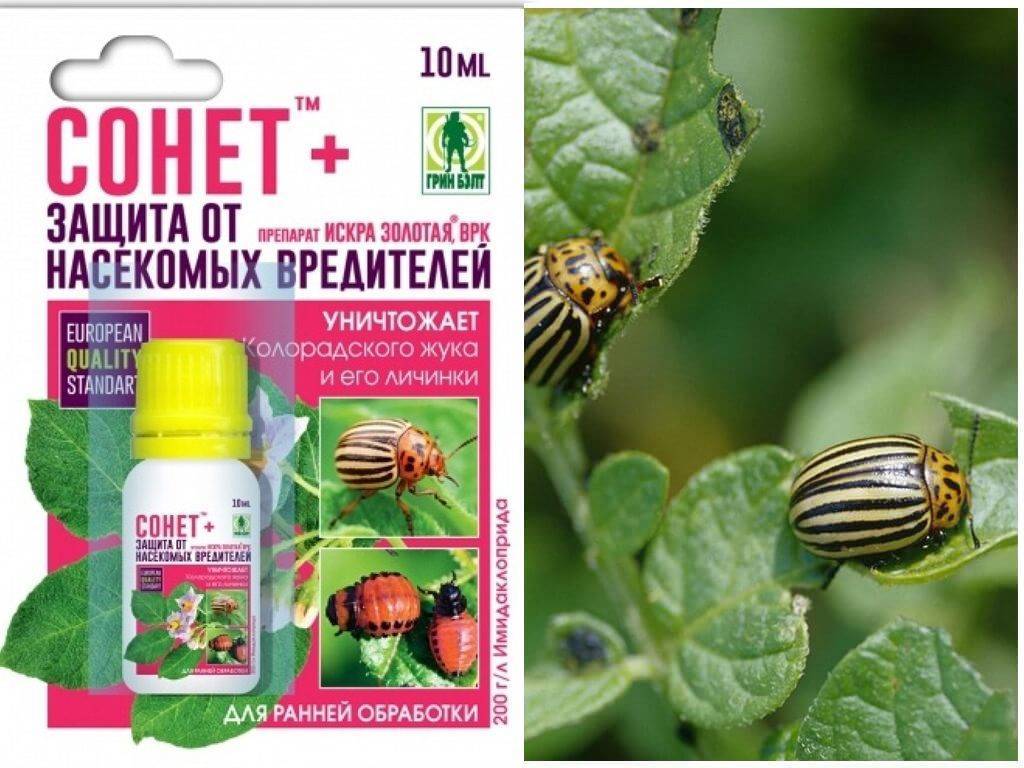 Препарат жукоед – эффективный инсектицид против колорадского жука, инструкция по применению, отзывы, совместимость, аналоги средства