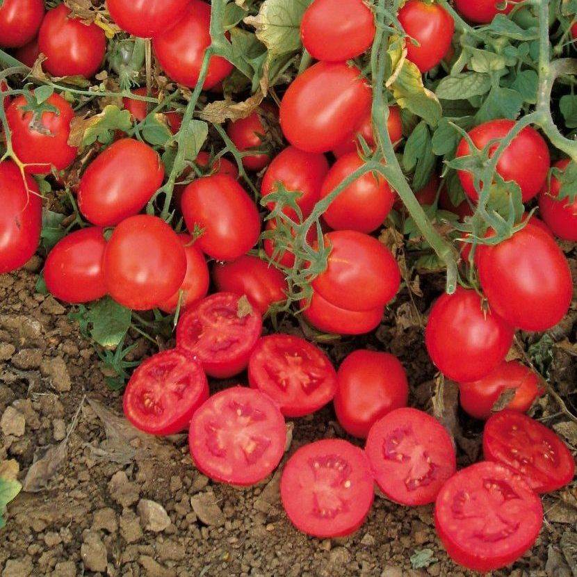 Один из лучших гибридов для дачного и фермерского выращивания — томат солероссо f1: описание сорта и его характеристики