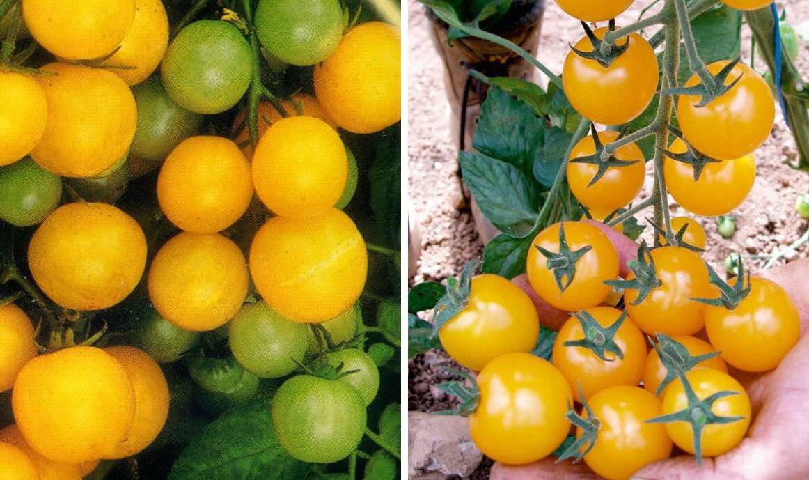 Характеристика томата Черри желтый, выращивание рассады и уход