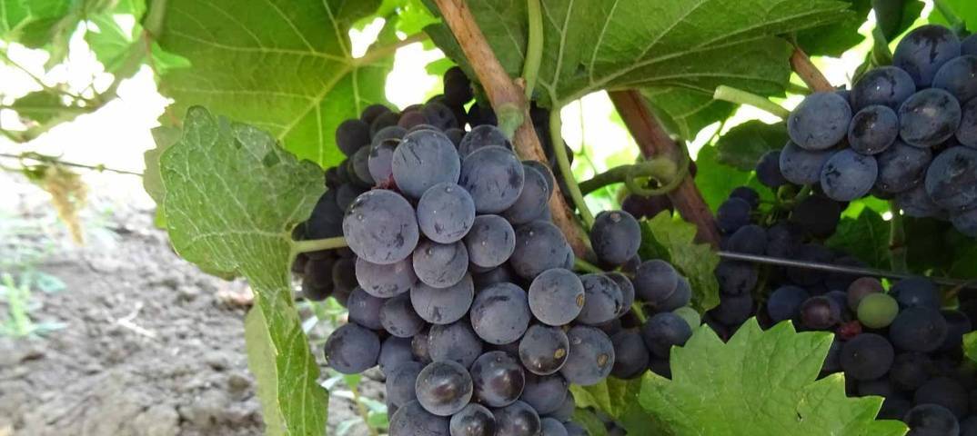 Виноград пино нуар: отзывы, топ советы по выращиванию, фото