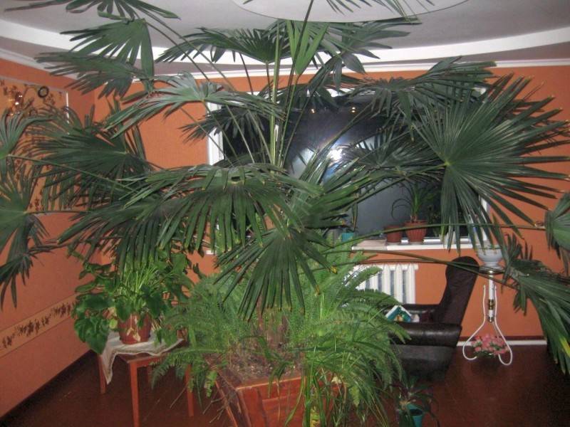 Ховея: фото пальмы, уход в домашних условиях, выращивание растения, комнатный цветок