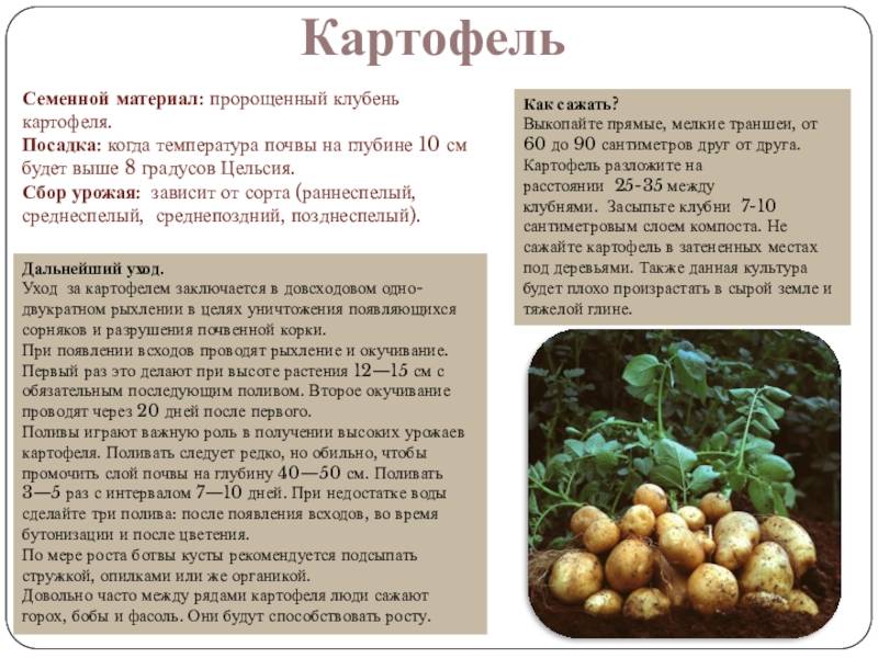 Картофель "удача": описание и характеристика сорта, фото, отзывы