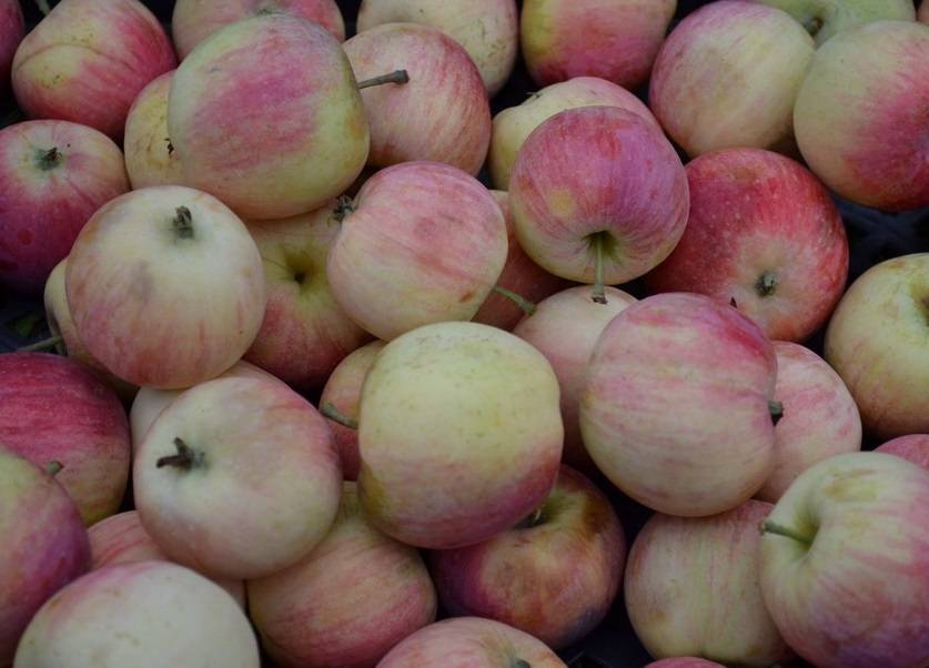 Ковровая яблоня: топ отзывов, секреты выращивания с фото