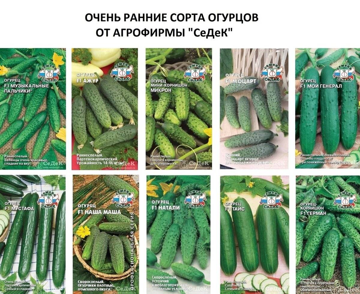 Сорта длинных огурцов: выбираем самые урожайные