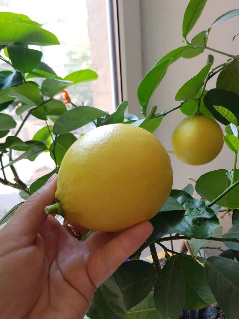 Лимон мейера: описание сорта и уход в домашних условиях с фото