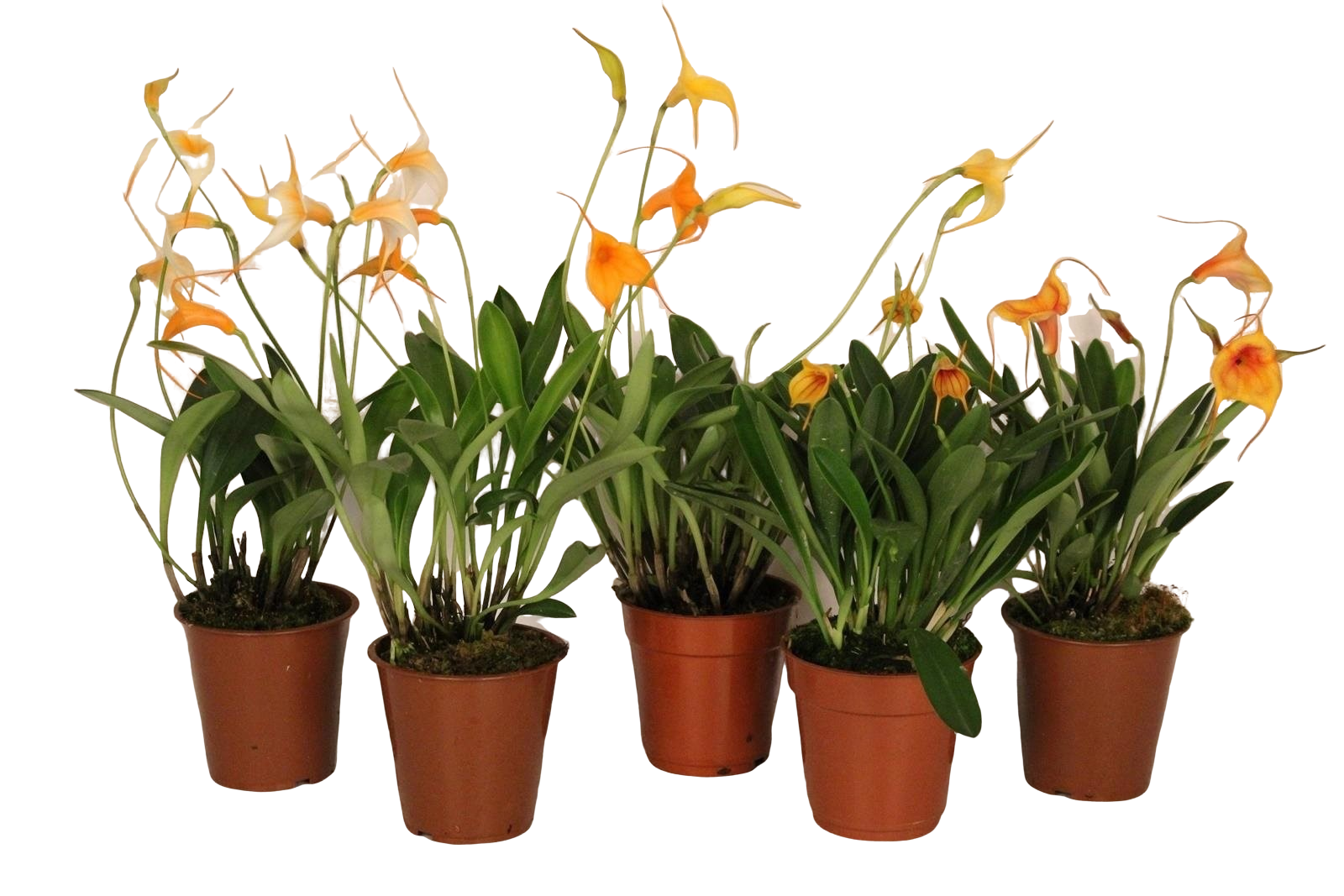 Секреты выращивания орхидей в домашних условиях, их особенности, а также видео, что делать, если она вываливается из горшка