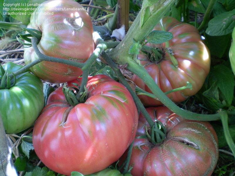Томаты «черный мавр»: описание сорта, характеристика плодов, секреты выращивания, отзывы садоводов