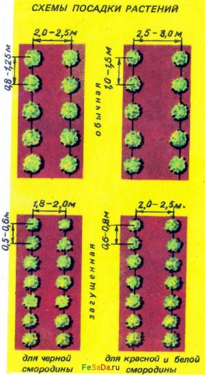 Расстояние между кустами смородины при посадке: какое должно быть, описание схемы
