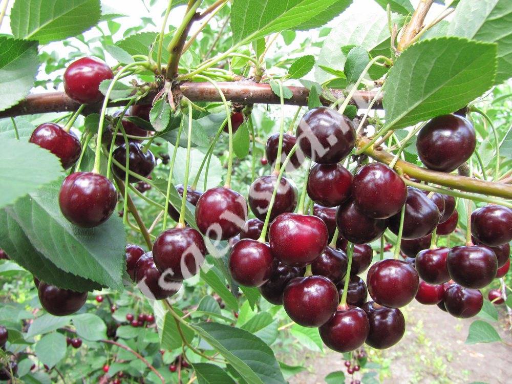 Харитоновская вишня: характеристика и описание сорта, выращивание и уход