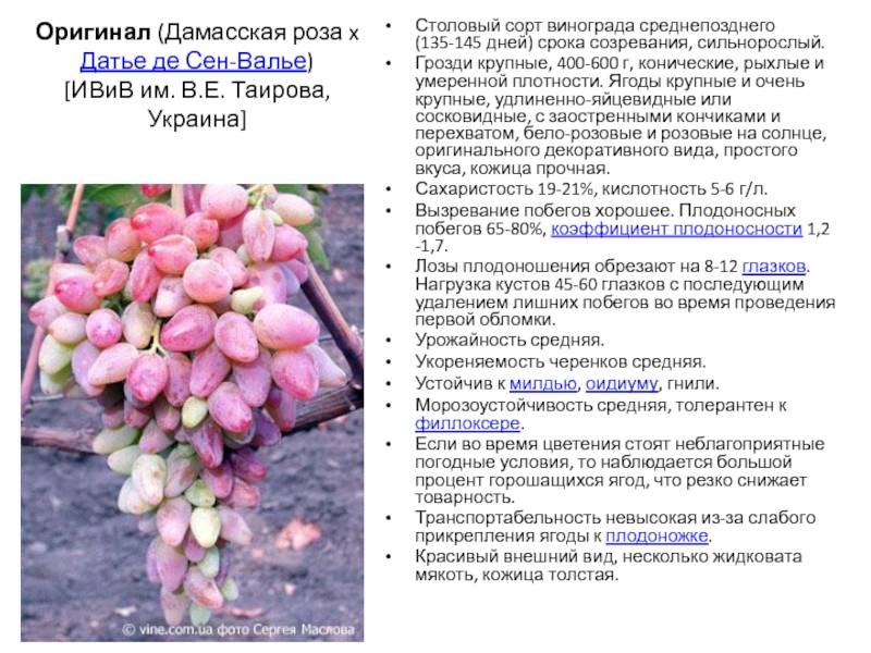 ᐉ сорт винограда забава - roza-zanoza.ru