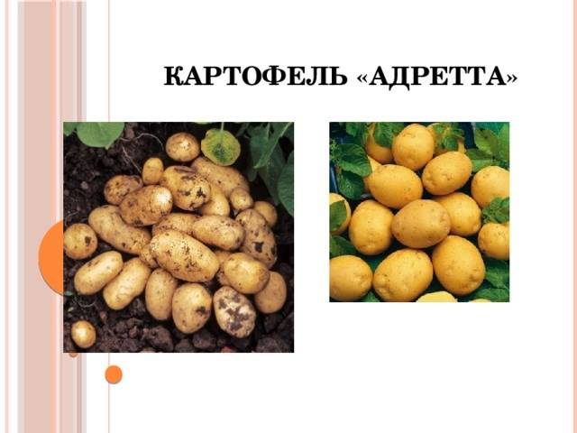 Характеристика и описание картофеля сорта Адретта, посадка и уход