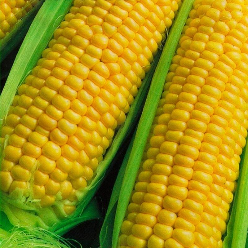 Виды кукурузы: синяя, золотая, красная, кремнистая