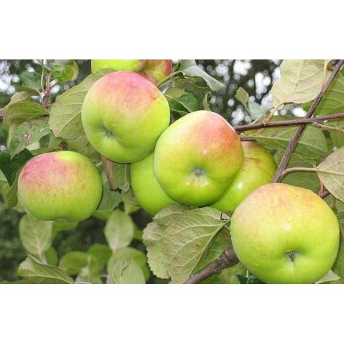 Яблоня толунай: отзывы садоводов и описание сорта с фото