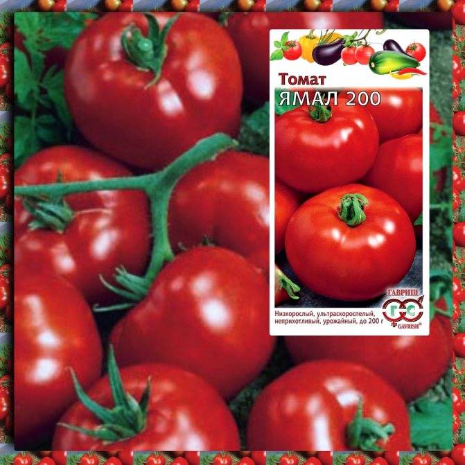 Семена помидоров для теплицы самоопыляемые: описание лучших сортов с фото