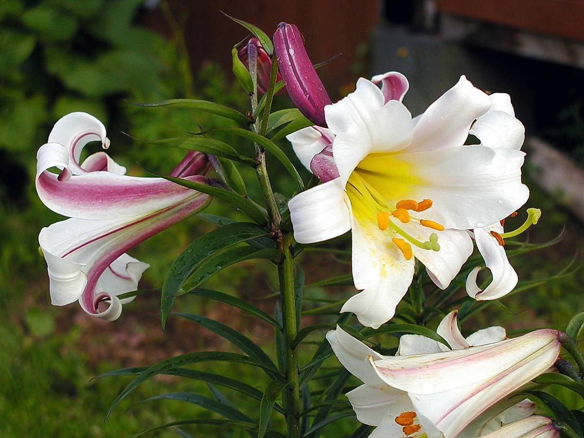 Лилии кандидум — посадка, уход, использование в дизайне сада. фото — ботаничка