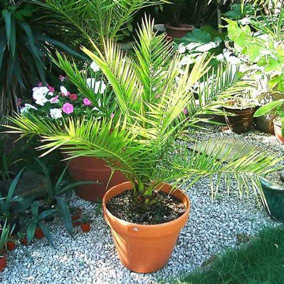 Экзотическая финиковая пальма дома: как посадить растение и ухаживать за ним в комнатных условиях?