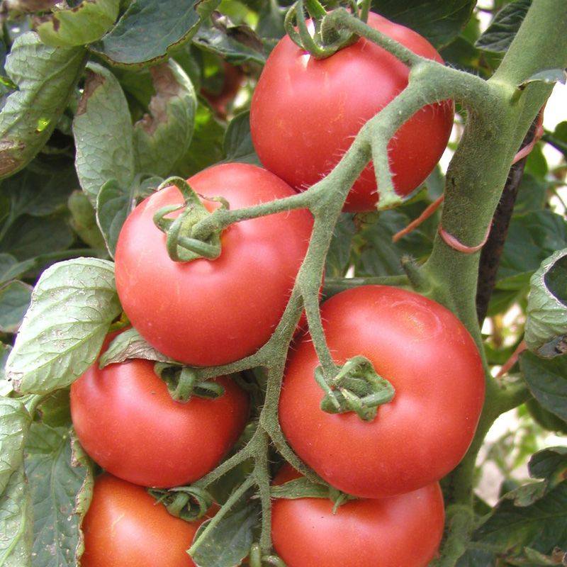 Описание гибридного томата алези и разведение на своем участке