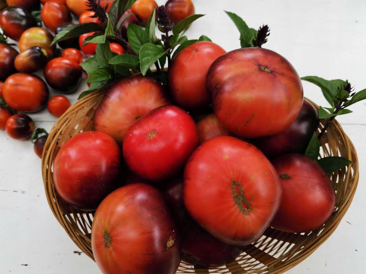 Сорта черных томатов с описанием и фото, самые сладкие, урожайные, ранние, лучшие для открытого грунта и теплицы, отзывы