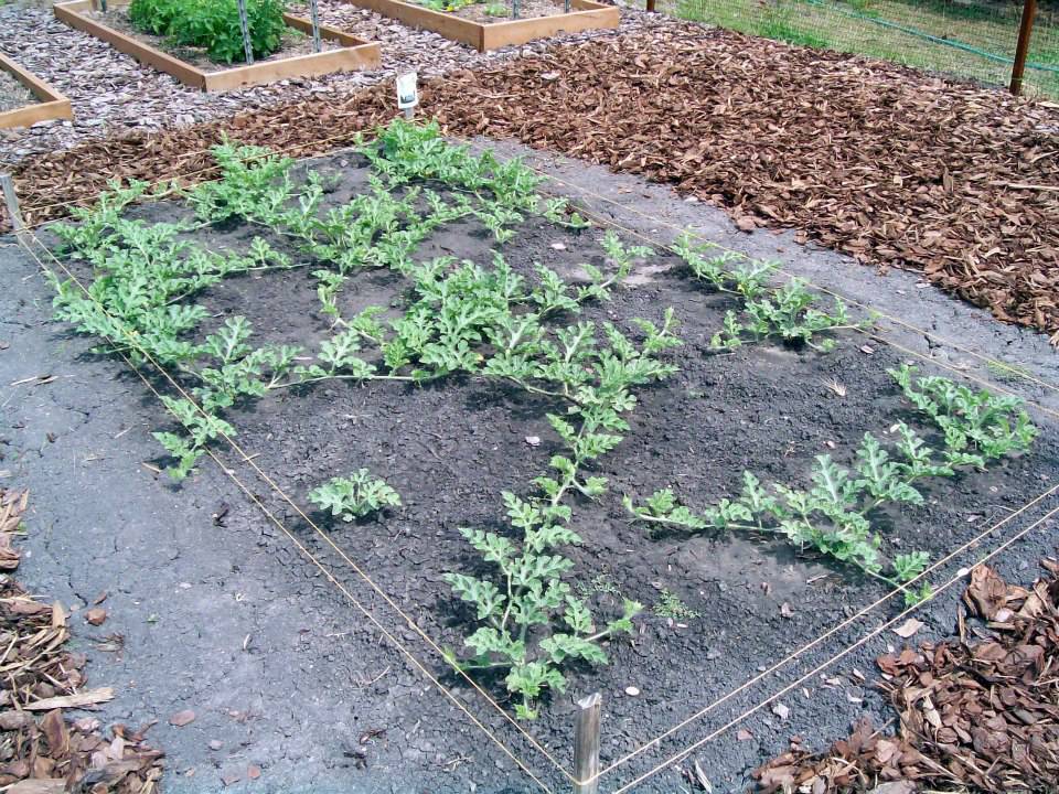 Растут ли в подмосковье арбузы: особенности выращивания южной ягоды в непривычных ей условиях