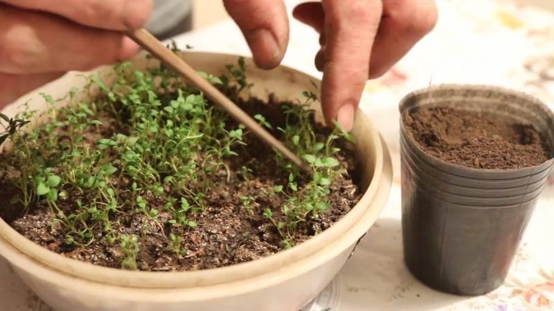Тимьян ползучий: выращивание из семян в открытый грунт, посадка и уход