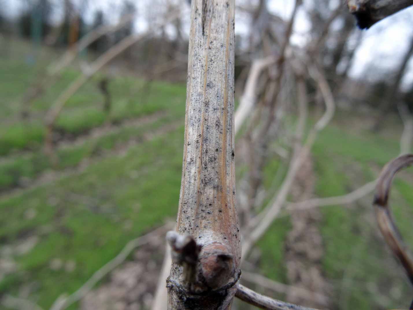 Серая гниль винограда. Botrytis cinerea на винограде. Склероции серой гнили на лозе. Срая гнильвинограда.